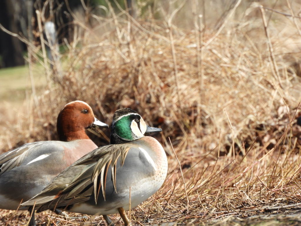 鴨さん