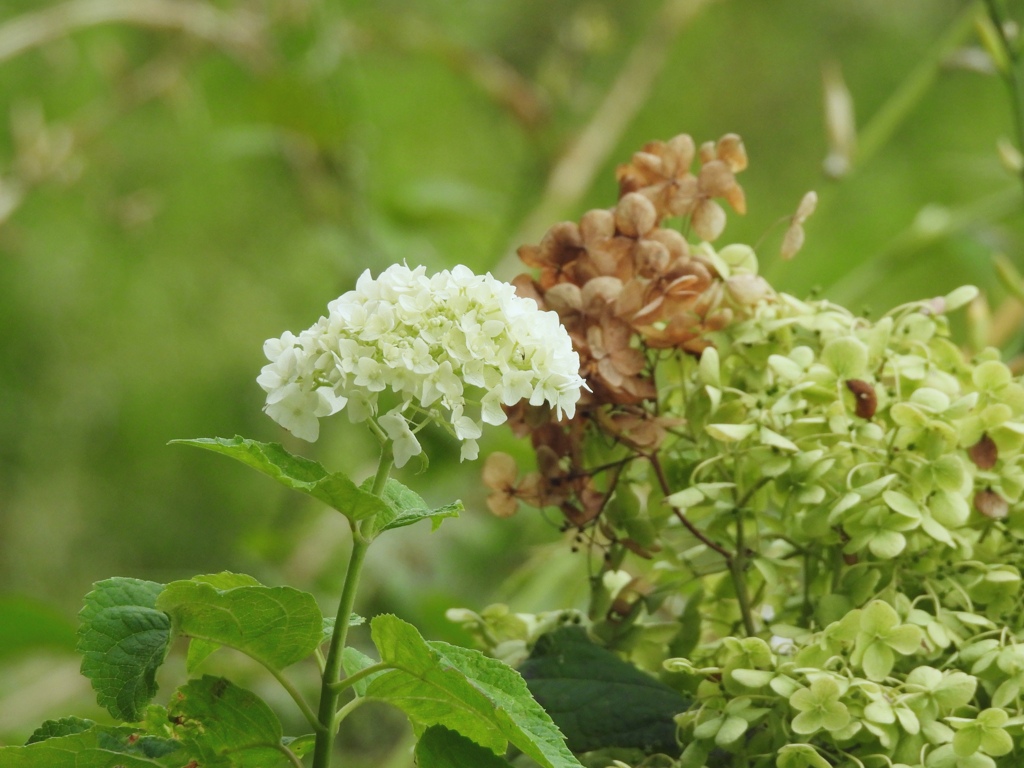 夏の 紫陽花