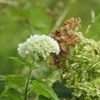 夏の 紫陽花