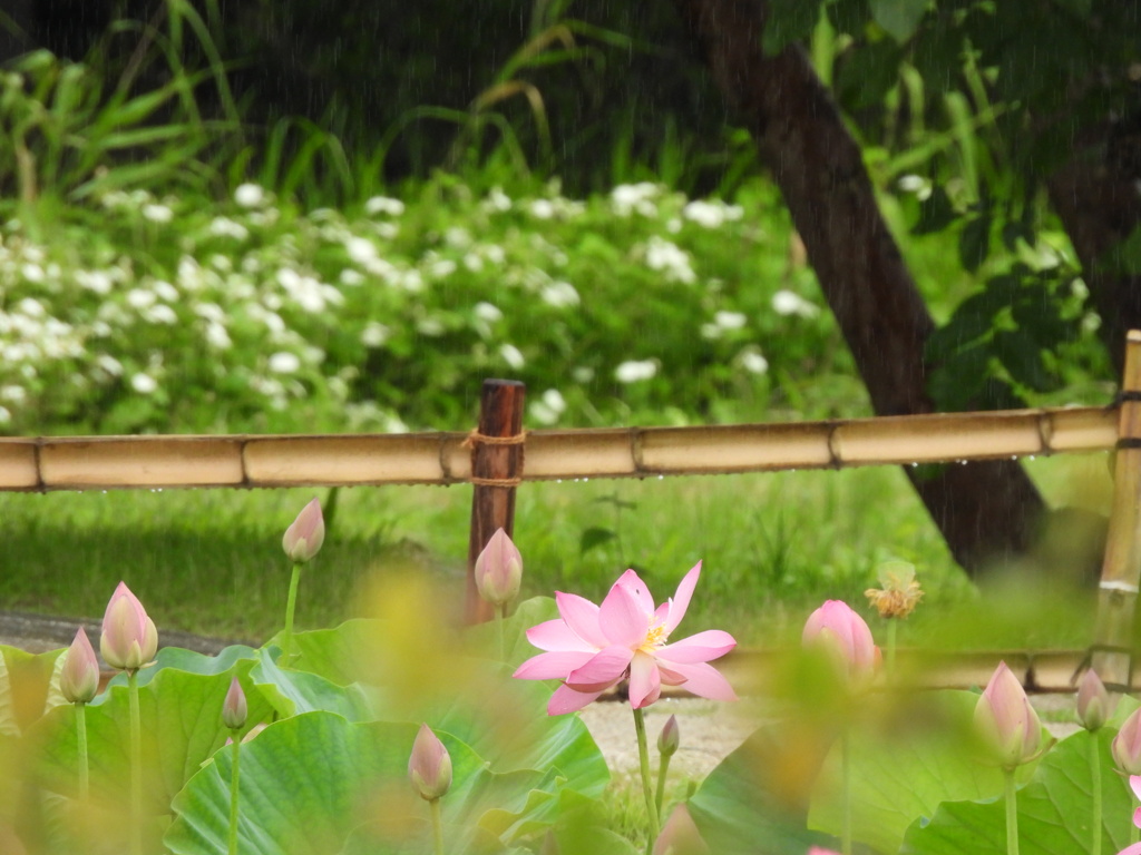 蓮の花 始めましたー１