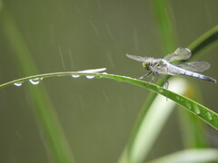 雨にもまけず