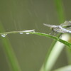 雨にもまけず
