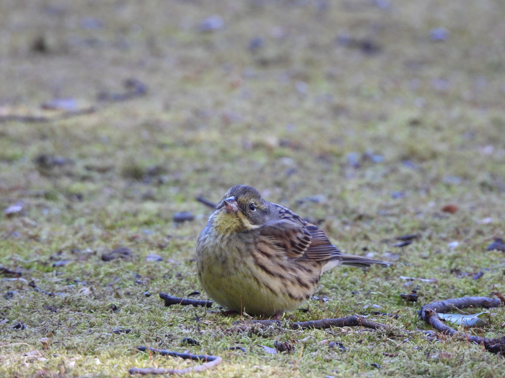 まん丸に変身だよ^^