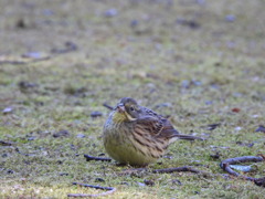 まん丸に変身だよ^^