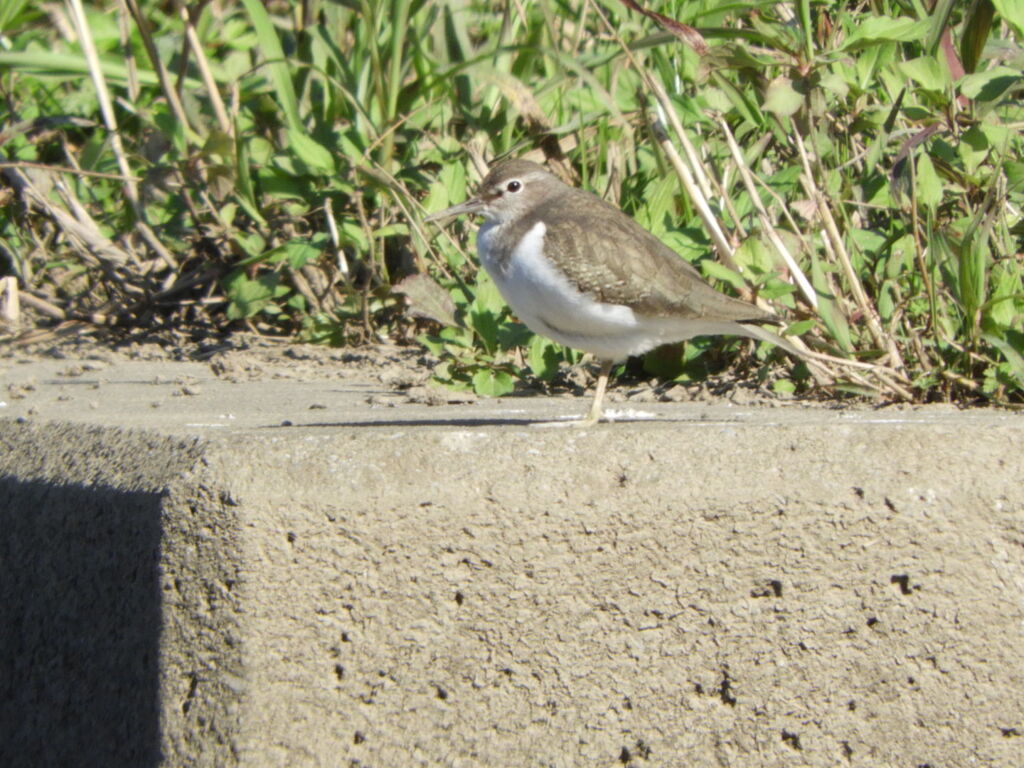 イソシギさん⌒(ё)⌒