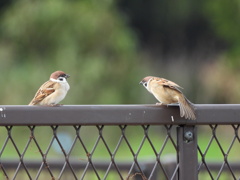 相席 いいですか？