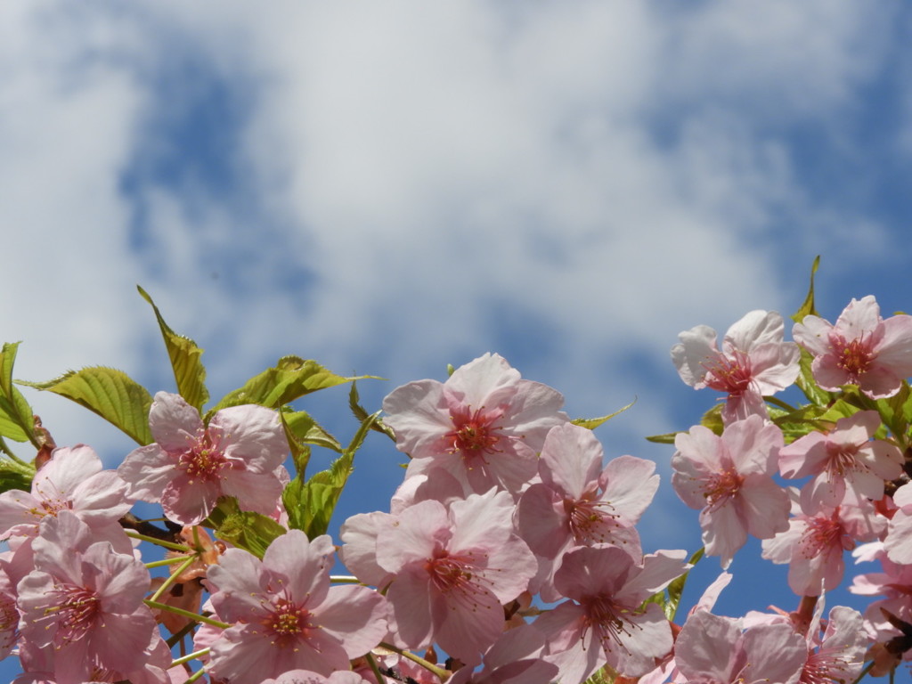 春ですね～(* ´ ▽ ` *)