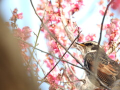 ここで お花見しようね～♪