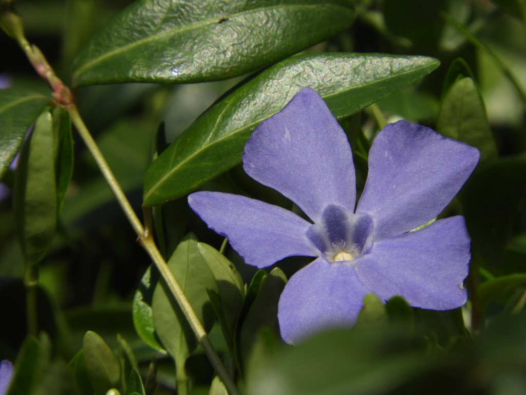 すみれ色の花 ①