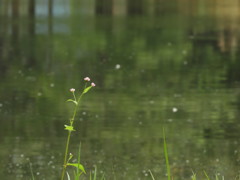 雨粒 を感じて