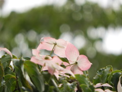 頬紅つけて