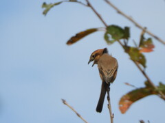 モズの高鳴き