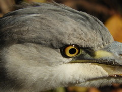 眼