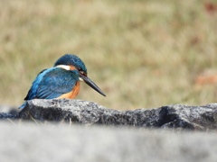 キラリ⭐輝いて