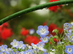 雨に濡れても♡