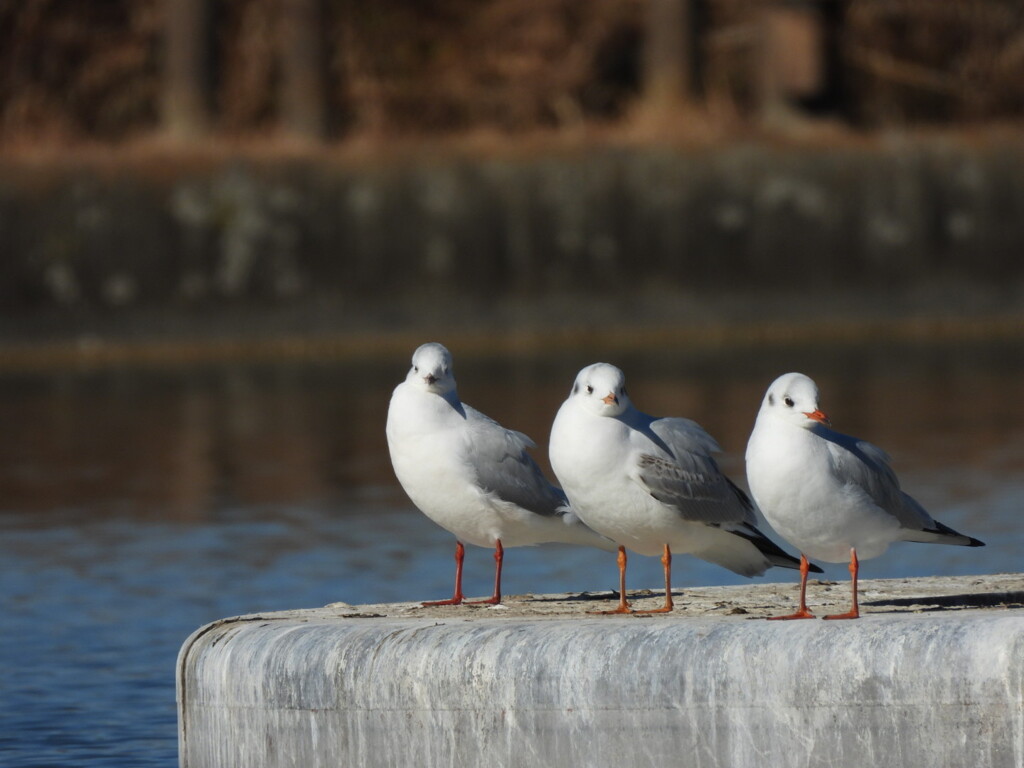 やっと来た～♪