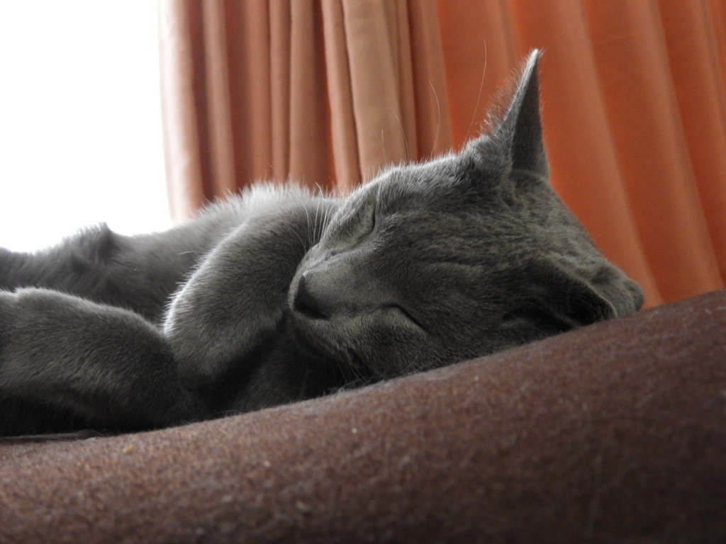 グッスリｏ(＿＿*)Ｚｚｚ