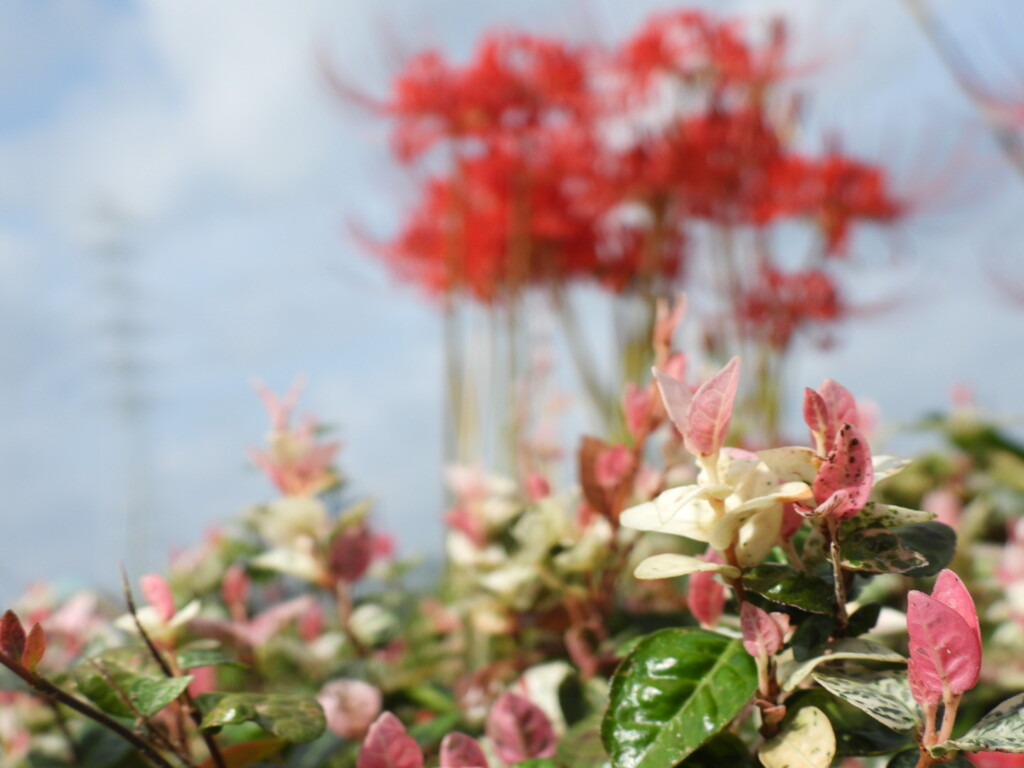 川沿い散歩で～♪