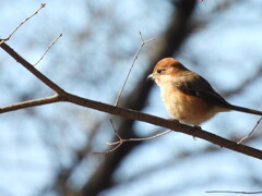 モコモコ ふわっふわ