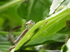 ウインク