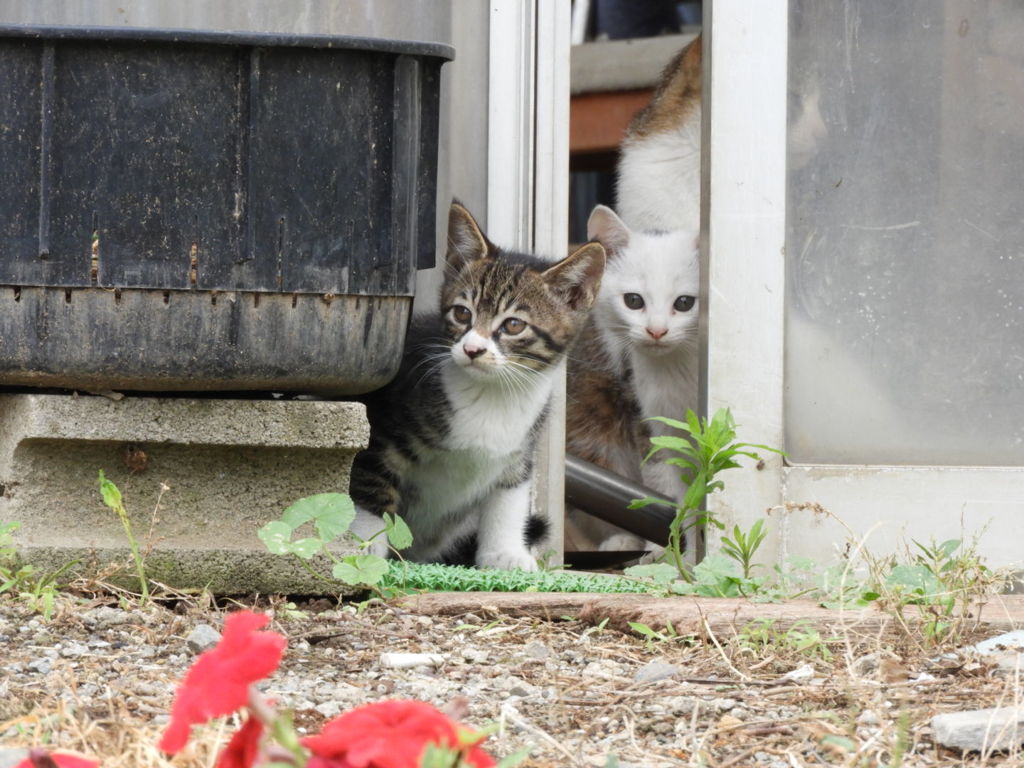にゃんこ
