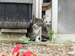 にゃんこ