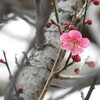 梅一輪