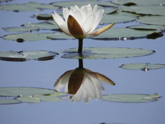 空色の池に