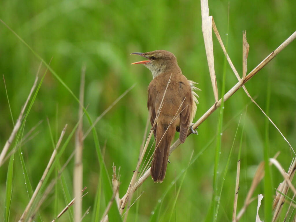 雨に濡れても元気です～♪