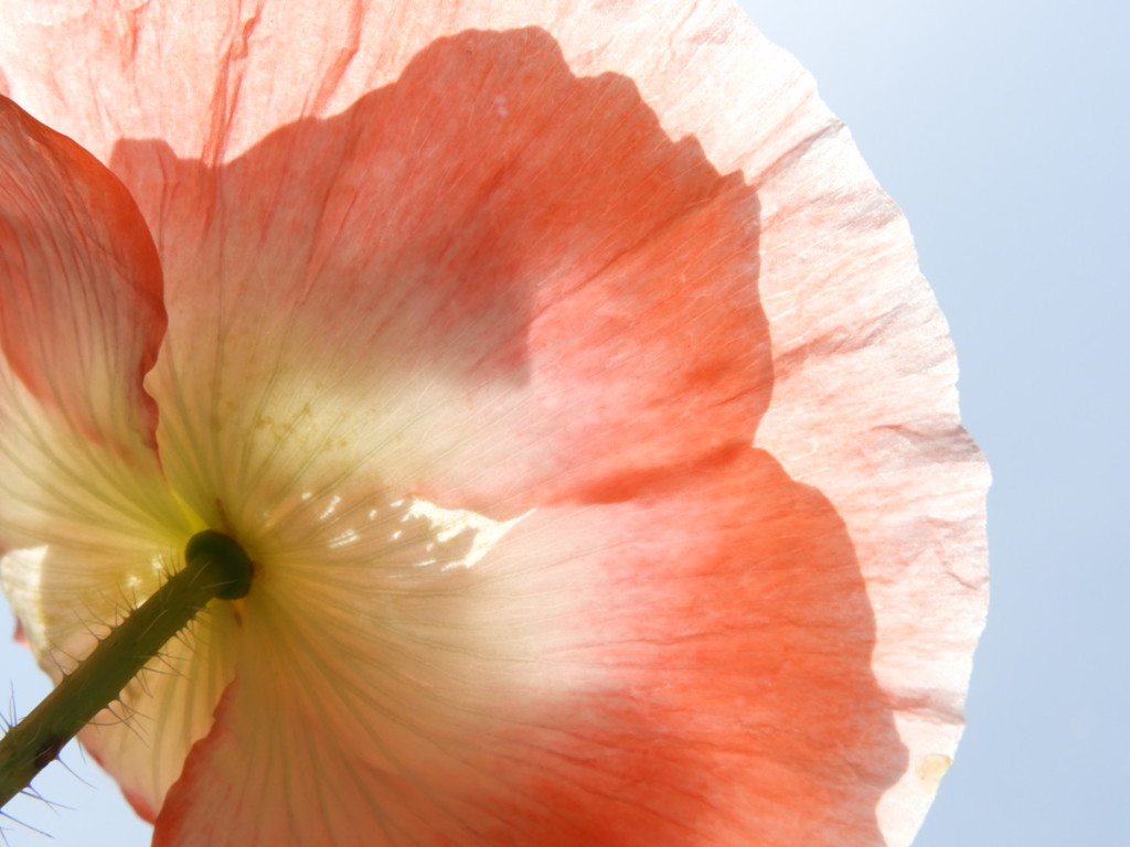 和紙 のように見えて