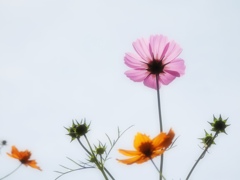 押し花みたいね...