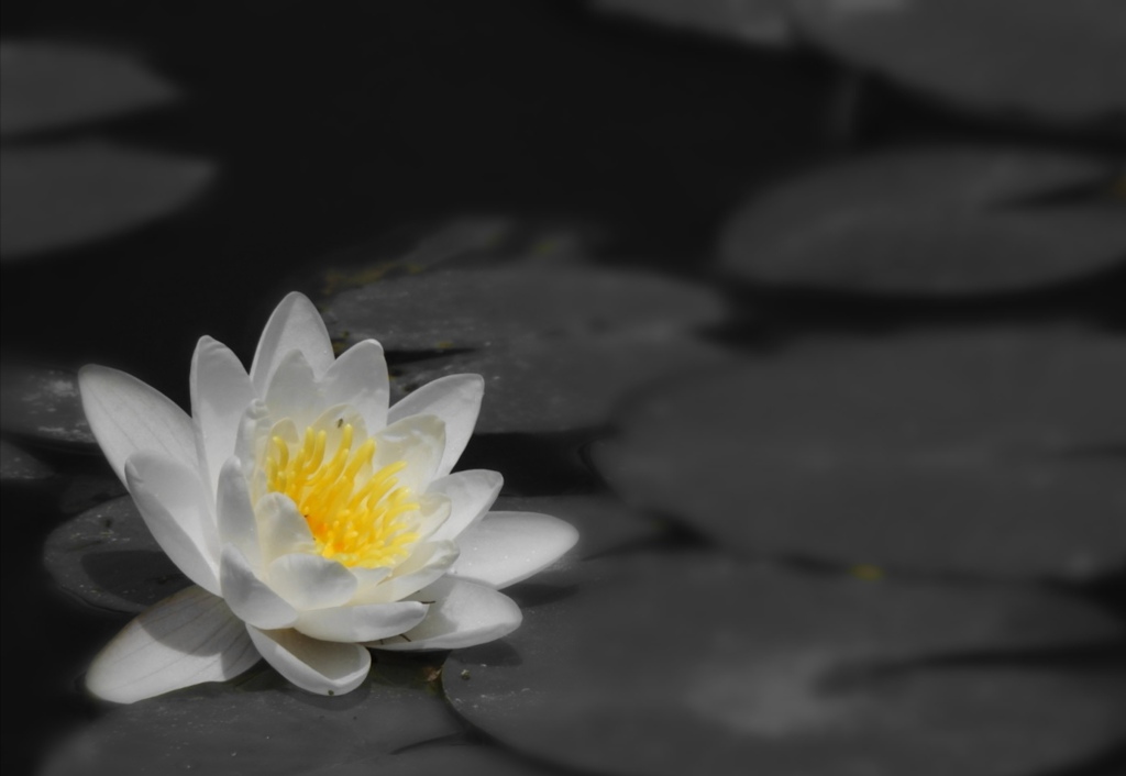 純白の花