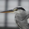 鳥・