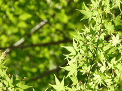 輝く緑