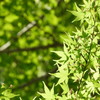 輝く緑