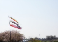 桜吹雪と一緒に～♪