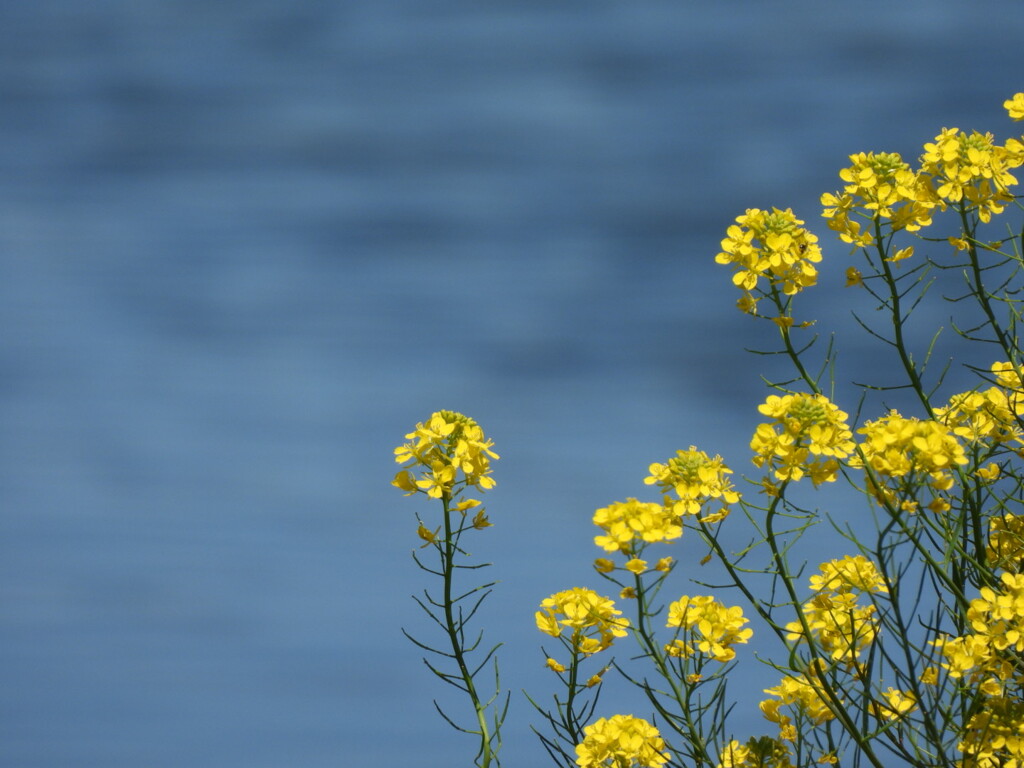 川沿いに咲く