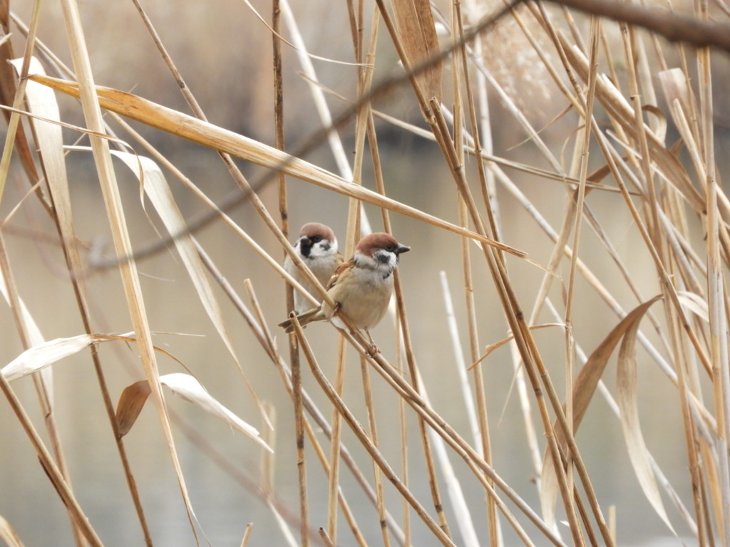 雀さん・・・⌒(ё)⌒ﾁｭﾝ♪