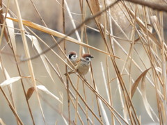 雀さん・・・⌒(ё)⌒ﾁｭﾝ♪