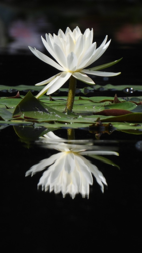 揺れる 花姿