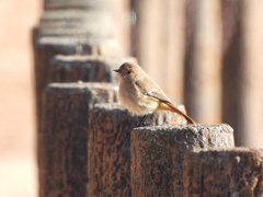 不機嫌な姫ちゃん