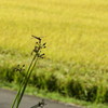 秋のとんぼさん