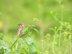 菜の花畑でみ～つけた♪