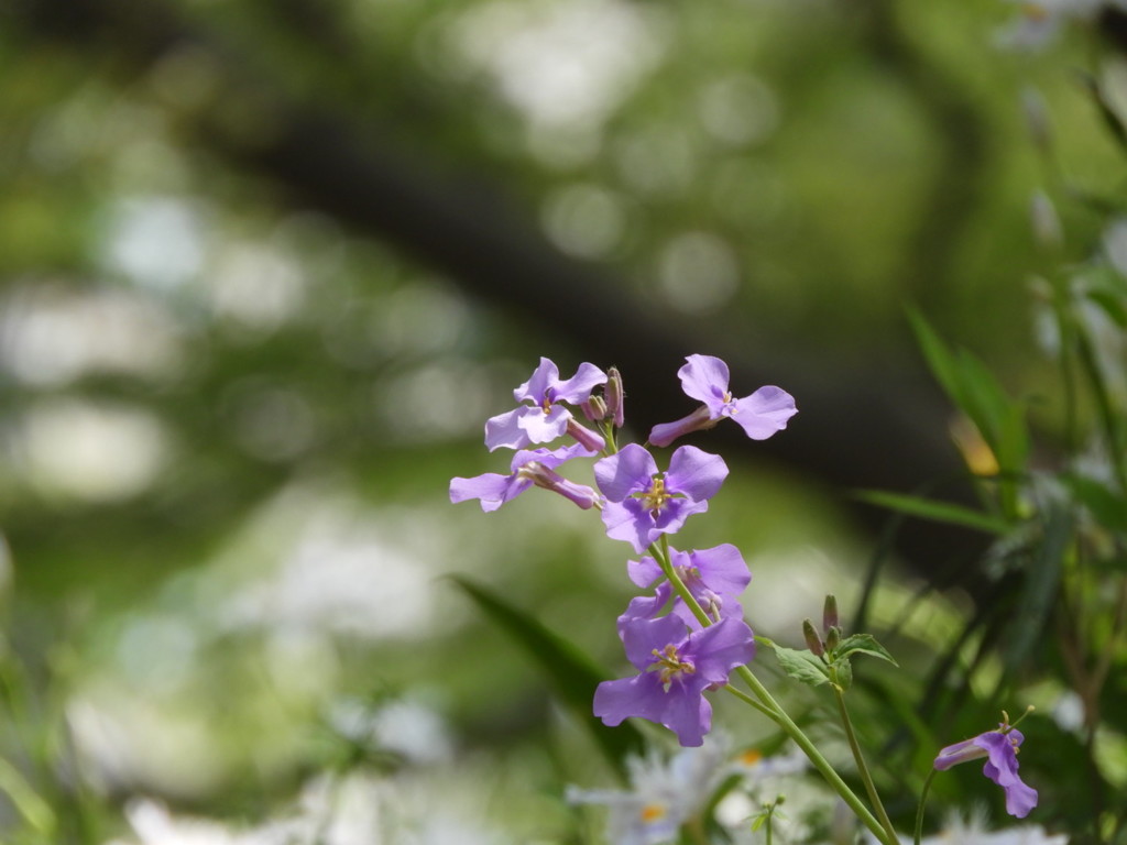 花大根