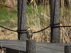 ツグミさん