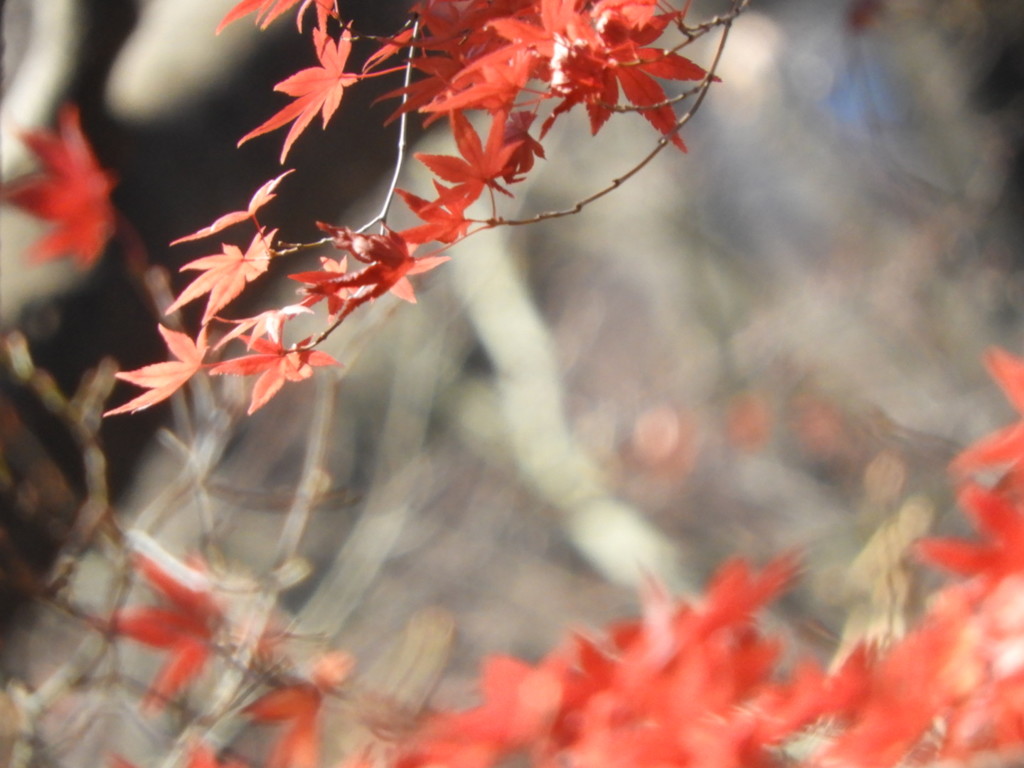 頑張ってる  紅葉