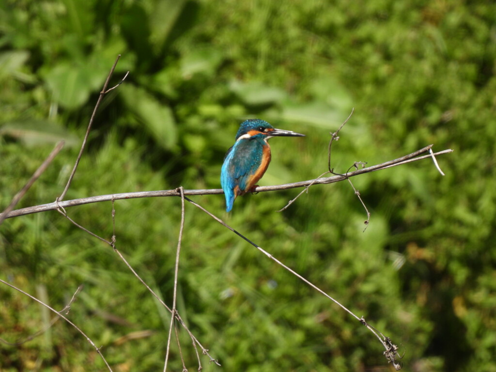 ♪追いかけて　カワセミ～