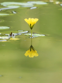 カクテルグラス...♪