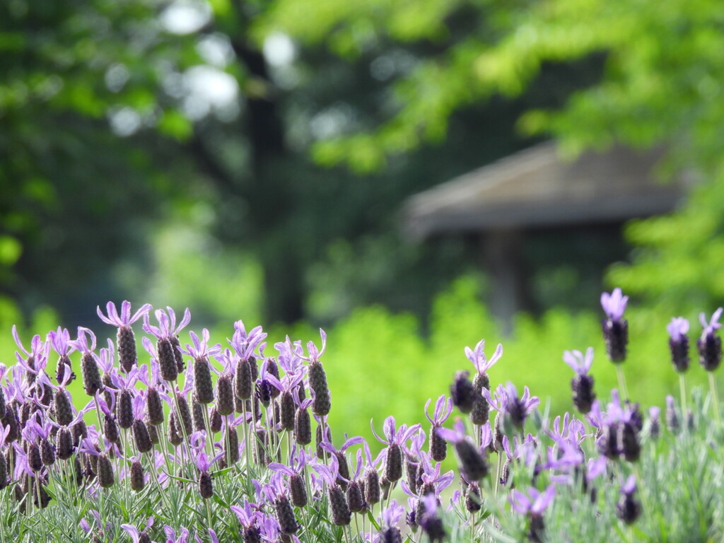 うさぎちゃん 集合～♪