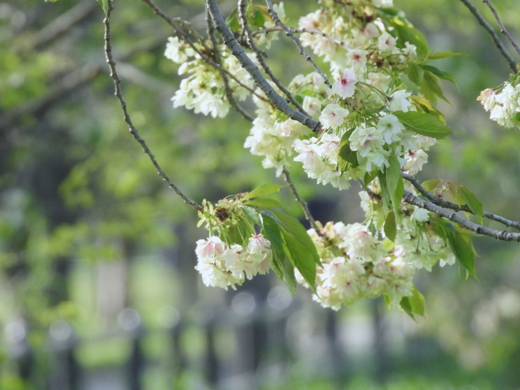 桜...御衣黄